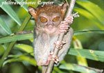 Tarsier of Bohol